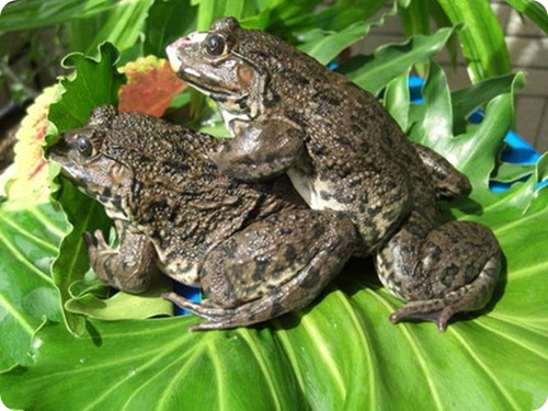 sexo animal de quatro metendo na namorada amador caseiro