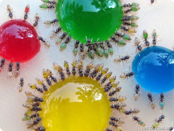 ghost-ants-feeding-on-colorful-sweets
