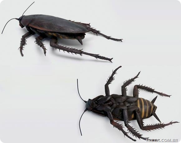 Barata-Mochila-Bem-Legaus-2