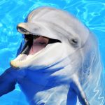 bottlenose-dolphin_1medium-960x640