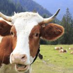 vaca-feliz_1600x900