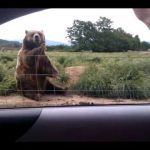 Animal Planet 2.0 (4)