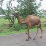 Camelo zumbi