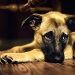 animals-dogs-pets-2515602-1920x1280