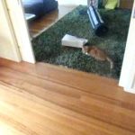 Como conseguir um bola-gato?