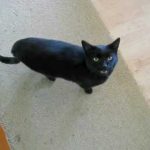 Gato preto de macumba