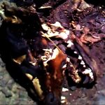 O que fazer com os v&iacute;deos filmados no celular? (2)