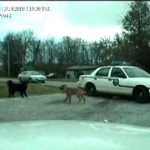 Fuck the police (98)