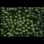 O Homo Capixabensis e o estilo de vida capixaba