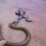 Sapo lutador campe&atilde;o brasileiro de Jiu Jitsu e MMA