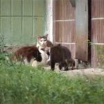 Rato mutante ninja enfrenta cinco gatos Rato mutante ninja enfrenta cinco gatos