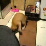 Tom & Jerry da vida real