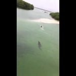 Crocodilo de 3 metros persegue banhista no M&eacute;xico