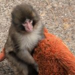 Turistas americanos presos após invadir recinto do Macaco Punch no Japão