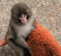 Turistas americanos presos após invadir recinto do Macaco Punch no Japão