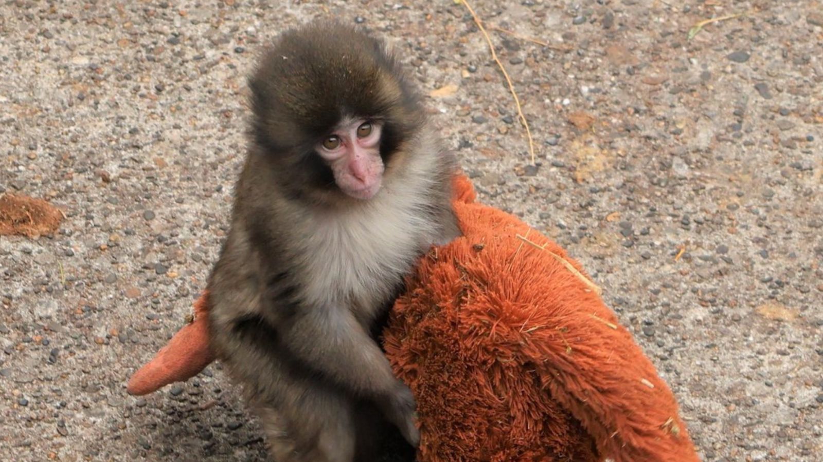 Turistas americanos presos após invadir recinto do Macaco Punch no Japão