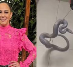 Silvia Abravanel reencontra jiboia desaparecida há 5 meses dentro de casa